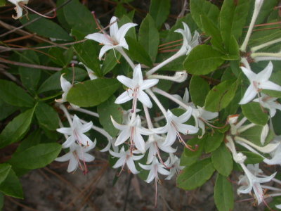 Rhododendron oblongifolium white azalea 2.jpg