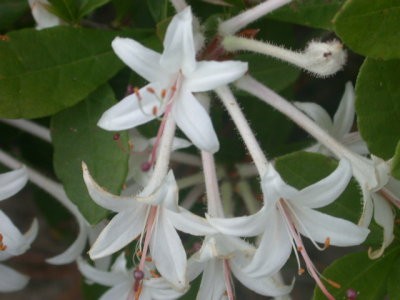 Rhododendron oblongifolium white azalea 3.jpg