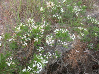 Rhododendron oblongifolium white azalea.jpg