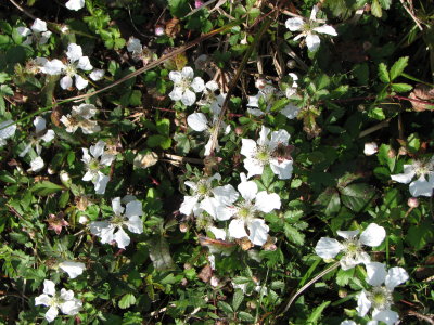 Rubus trivialis dewberry.JPG
