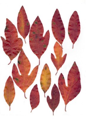Sassafras albidum sassafras 3.jpg