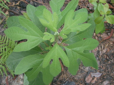 Sassafras albidum sassafras.jpg