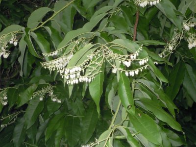 Oxydendrum arboreum sourwood.JPG