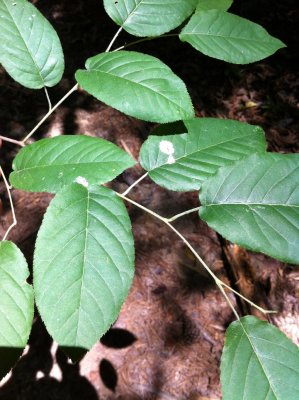 Stewartia malacodendron silky camellia 2.jpg