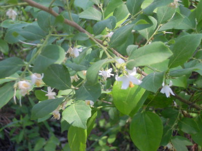 Styrax grandifolia bigleaf snowbell.JPG