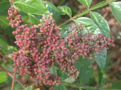 Rhus copallinum winged sumac 2.jpg