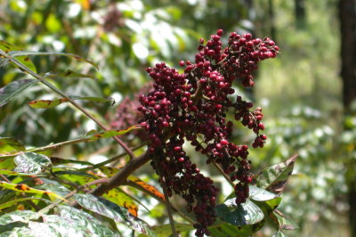 Rhus copallinum winged sumac 3.jpg