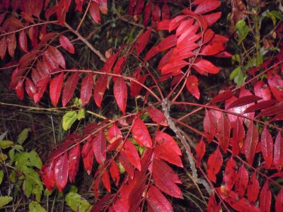 Rhus copallinum winged sumac 4.JPG