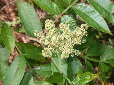Rhus copallinum winged sumac 5.jpg