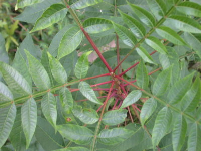 Rhus copallinum winged sumac.jpg