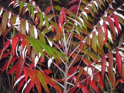 Rhus glabra shining sumac 2 (2).JPG