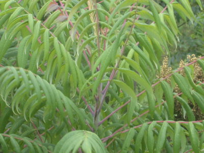 Rhus glabra shining sumac.jpg