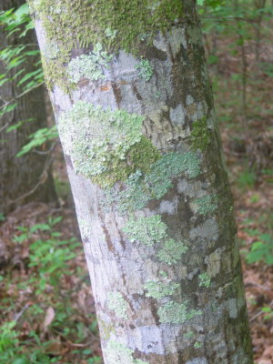 Symplocos tinctoria horsesugar aka sweetleaf bark.JPG