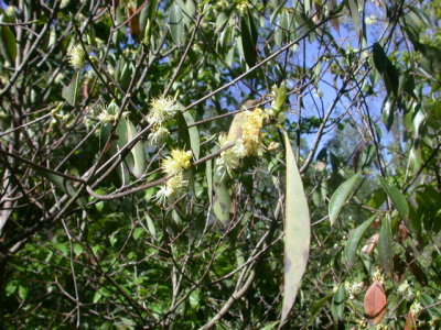Symplocos tinctoria horsesugar aka sweetleaf.jpg