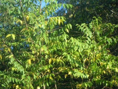 Zanthoxylum clava-herculis toothache tree.JPG