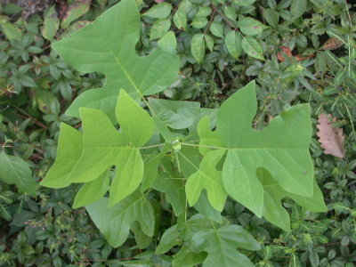 Liriodendrum tuliipifera tulip poplar.jpg