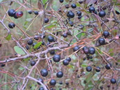 Vaccinium arboreum winter huckleberry 2.JPG