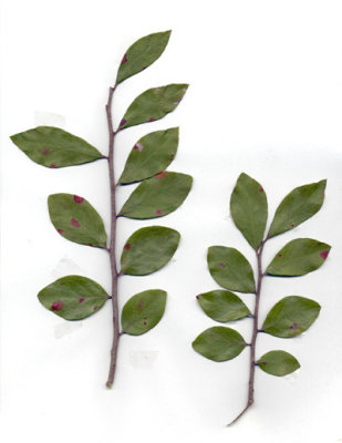 Vaccinium arboreum winter huckleberry 3.JPG