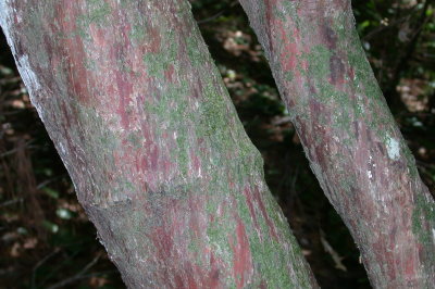 Vaccinium arboreum winter huckleberry bark.jpg