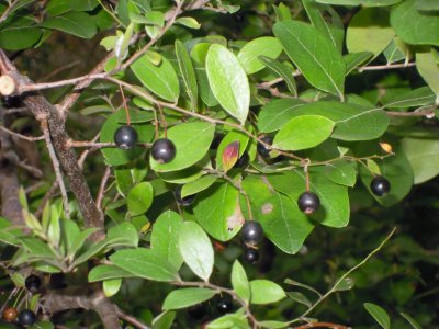 Vaccinium arboreum winter huckleberry.JPG