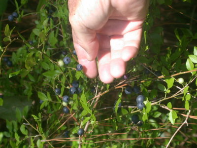 Vaccinium elliottii summer huckleberry 2.jpg