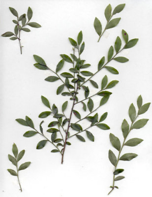 Vaccinium elliottii summer huckleberry 3.JPG