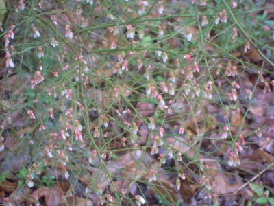 Vaccinium elliottii summer huckleberry.JPG