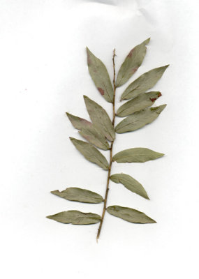 Vaccinium stamineum squaw berry 2.JPG