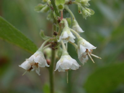 Vaccinium stamineum squaw berry.jpg