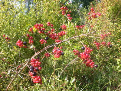 Vaccinium virgatum June berry 2.jpg