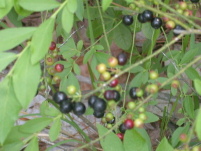 Vaccinium virgatum June berry.jpg
