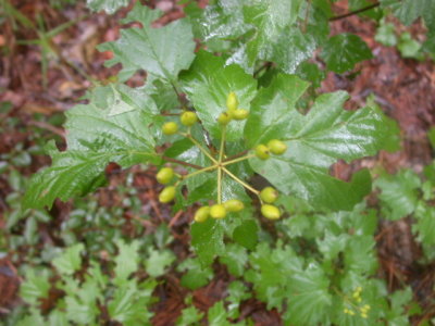 Viburnum acerifolium mapleleaf viburnum 2.jpg