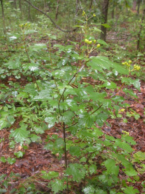 Viburnum acerifolium mapleleaf viburnum 3.jpg