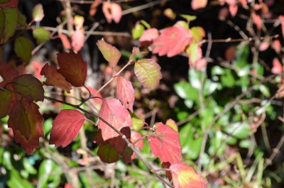 Viburnum dentatum arrowwood 3.JPG