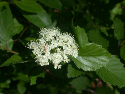 Viburnum dentatum arrowwood.jpg