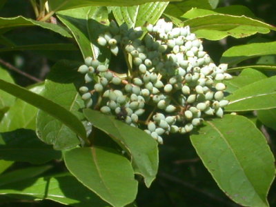 Viburnum nudum possumhaw viburnum 2.jpg