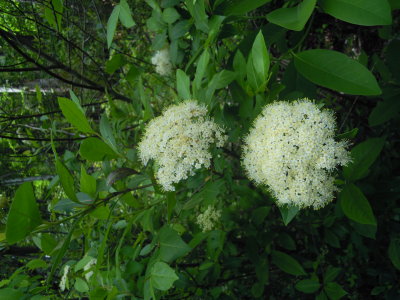 Viburnum nudum possumhaw viburnum.JPG