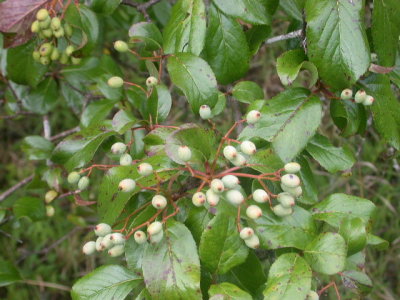 Viburnum rufidulum rusty blackhaw.jpg