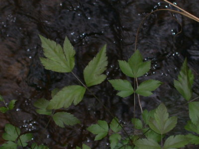 Xanthorhiza simplicissima yellowroot 2.jpg