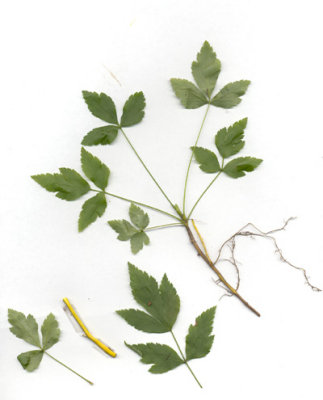Xanthorhiza simplicissima yellowroot.JPG
