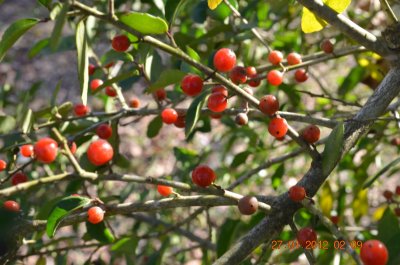 Ilex vomitoria yaupon 2.JPG