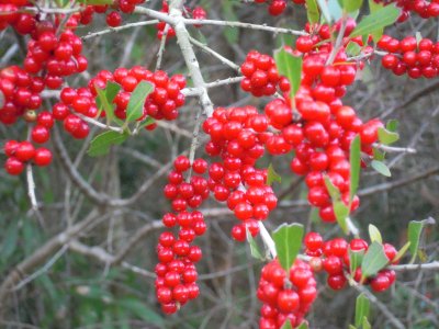 Ilex vomitoria yaupon 3.JPG