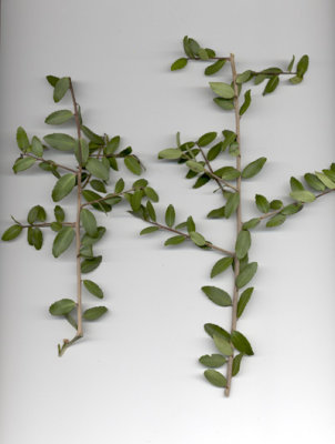 Ilex vomitoria yaupon 4.JPG
