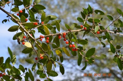 Ilex vomitoria yaupon.JPG