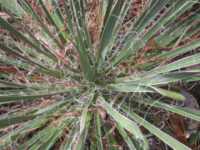 Yucca filamentosa Adam's needle.jpg