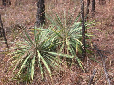 Yucca louisanensis gulf coast yucca.jpg