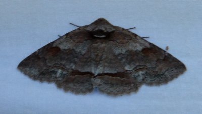 Allen Acres moths