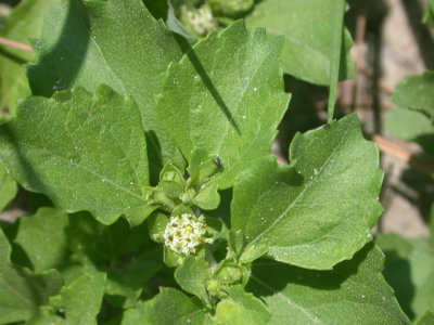 Acanthospermum australe Paraguayan starbur.jpg