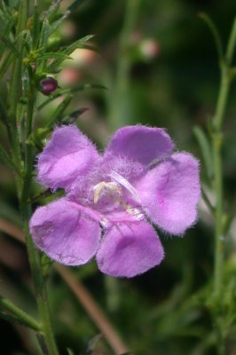 agalinis spp. purple false foxglove.jpg