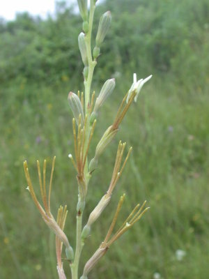 Manfreda virginica false aloe.jpg